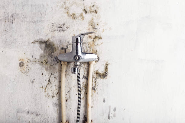 Best Toxic Mold Removal  in Windsor, IL