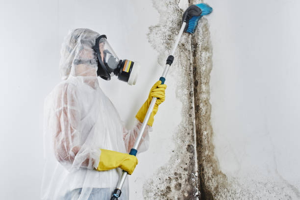 Best Professional Mold Removal  in Windsor, IL