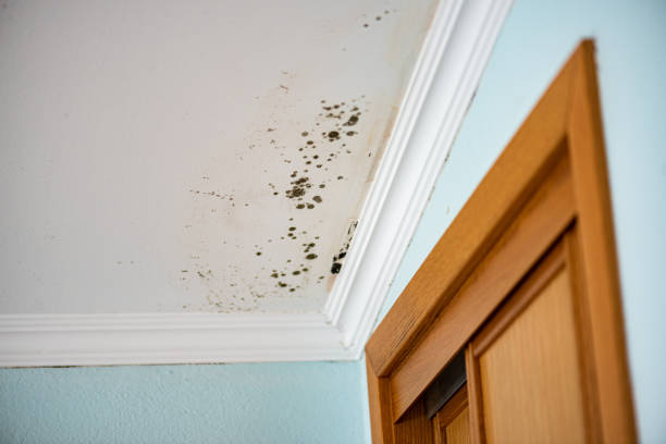 Best Toxic Mold Removal  in Windsor, IL