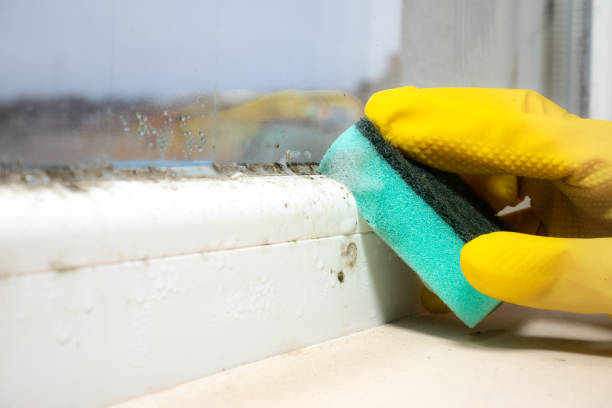 Best Home Mold Removal  in Windsor, IL