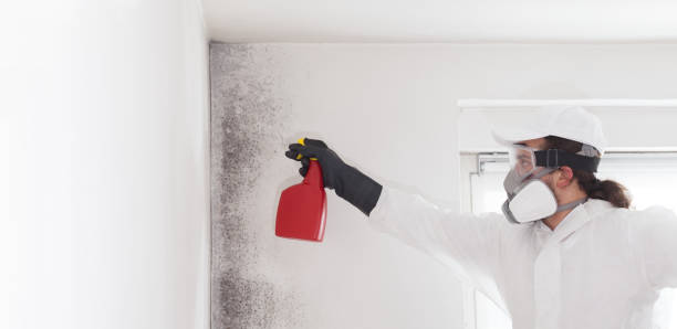 Best Mold Inspection  in Windsor, IL