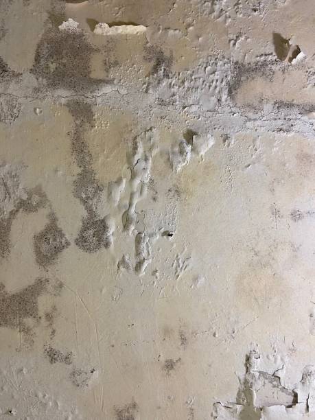 Trusted Windsor, IL Mold Removal Experts