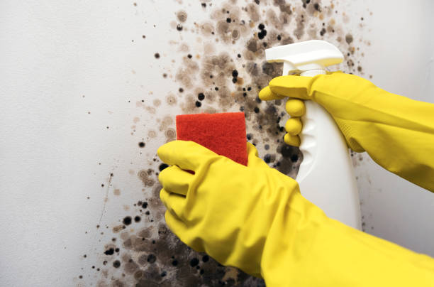 Best Certified Mold Removal  in Windsor, IL