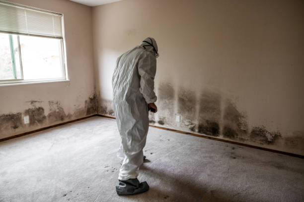 Best Black Mold Removal  in Windsor, IL