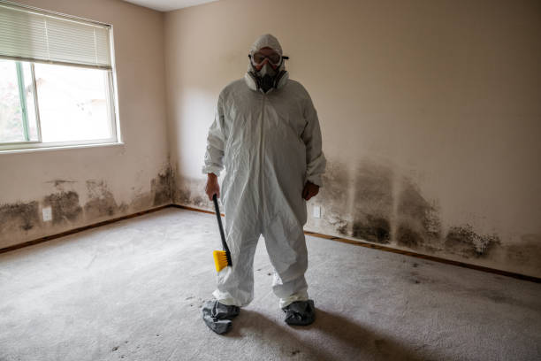 Attic Mold Removal in Windsor, IL