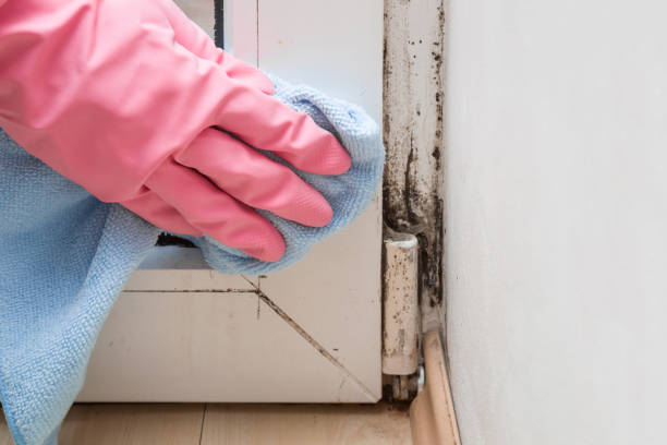 Best Residential Mold Removal  in Windsor, IL