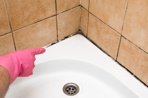 Best Emergency Mold Removal  in Windsor, IL