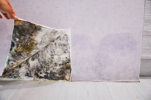 Best Residential Mold Removal  in Windsor, IL